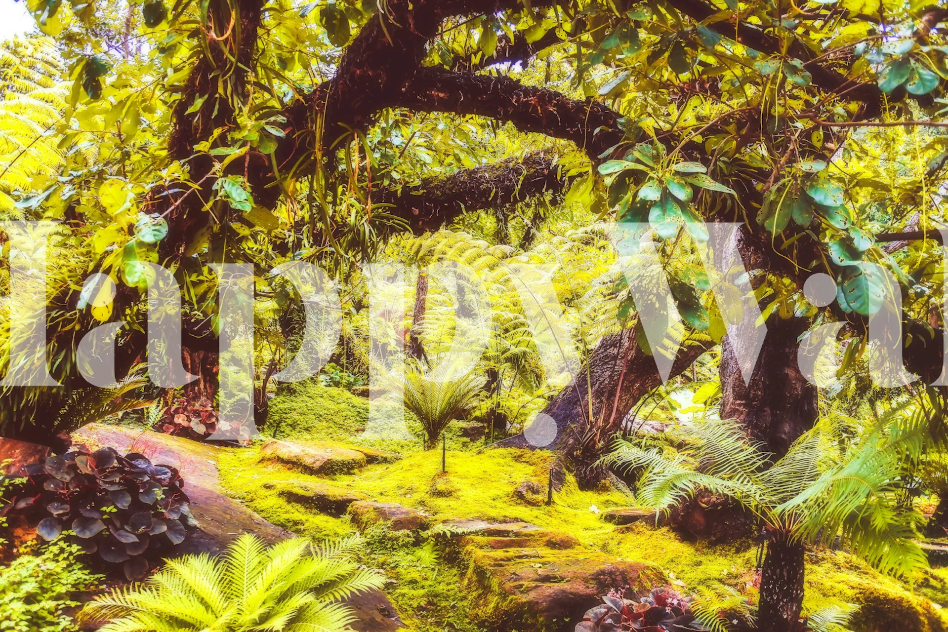 Lush green jungle with large leaves and tropical plants wallpaper