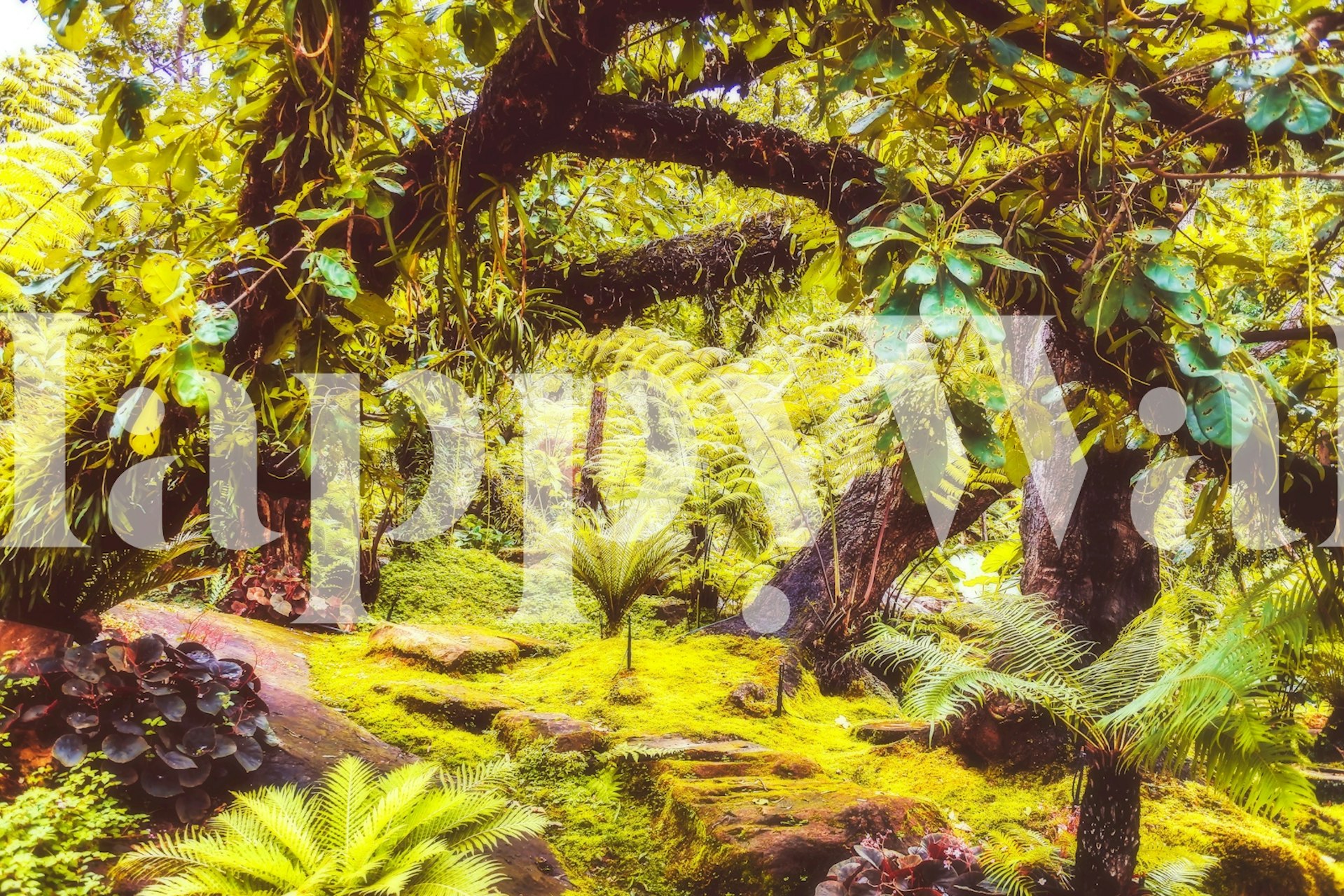 Lush green jungle with large leaves and tropical plants wallpaper