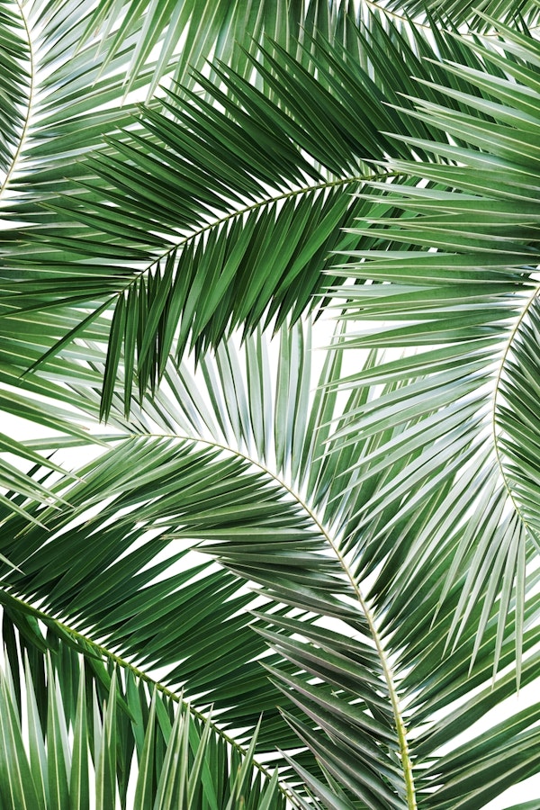 Palm Jungle Pattern 1