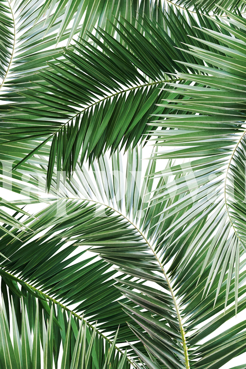 Palm Jungle Pattern tapet i et rom
