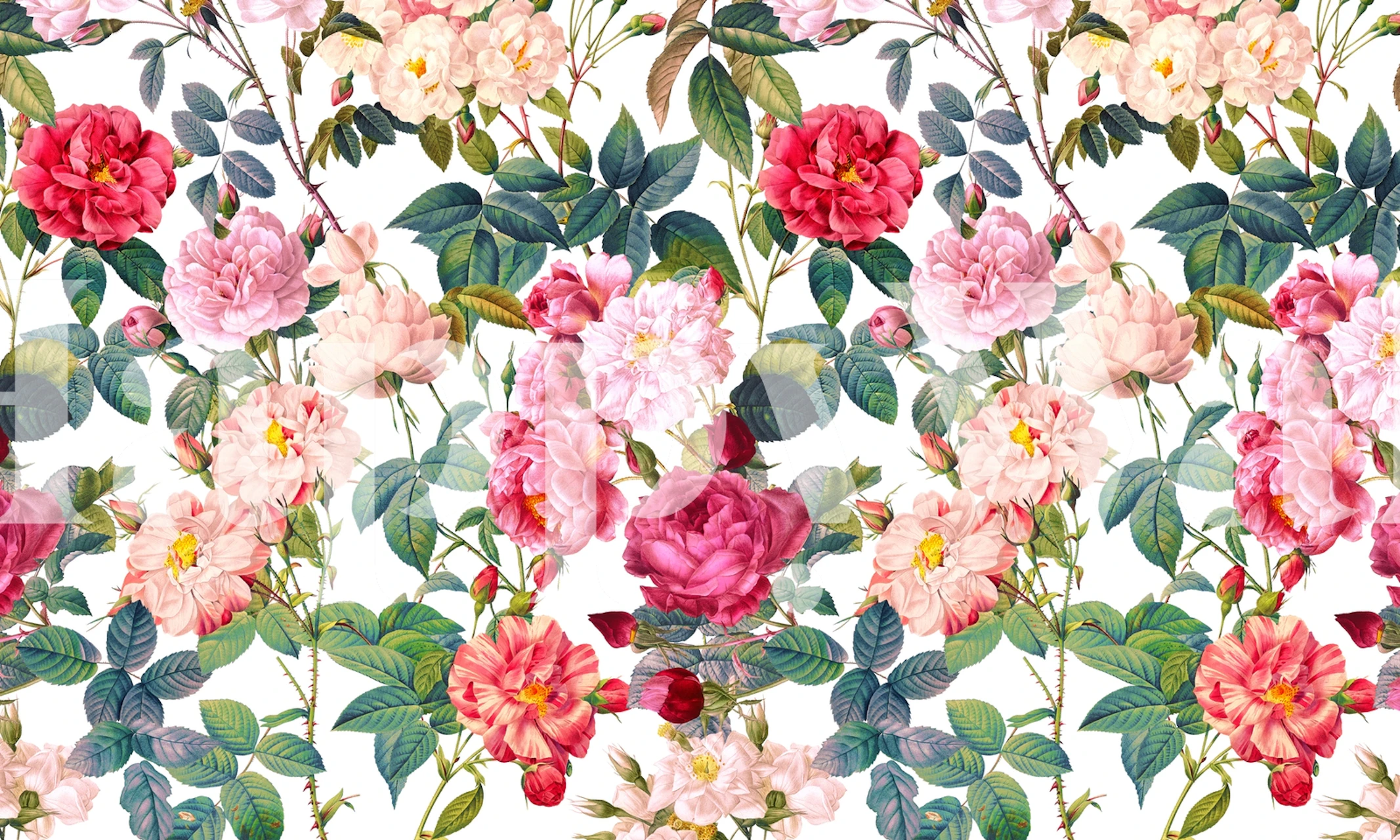 Pink and white floral pattern with roses wallpaper