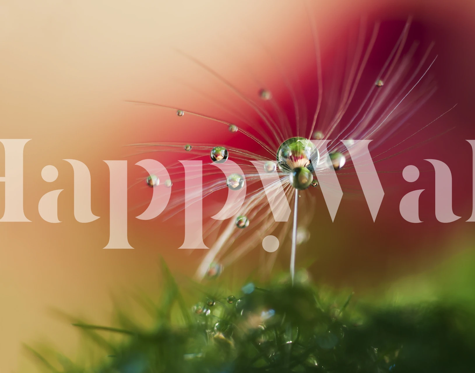 Red floral wallpaper with dew droplets on a flower
