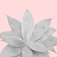 Blush Agave 1 carta da parati