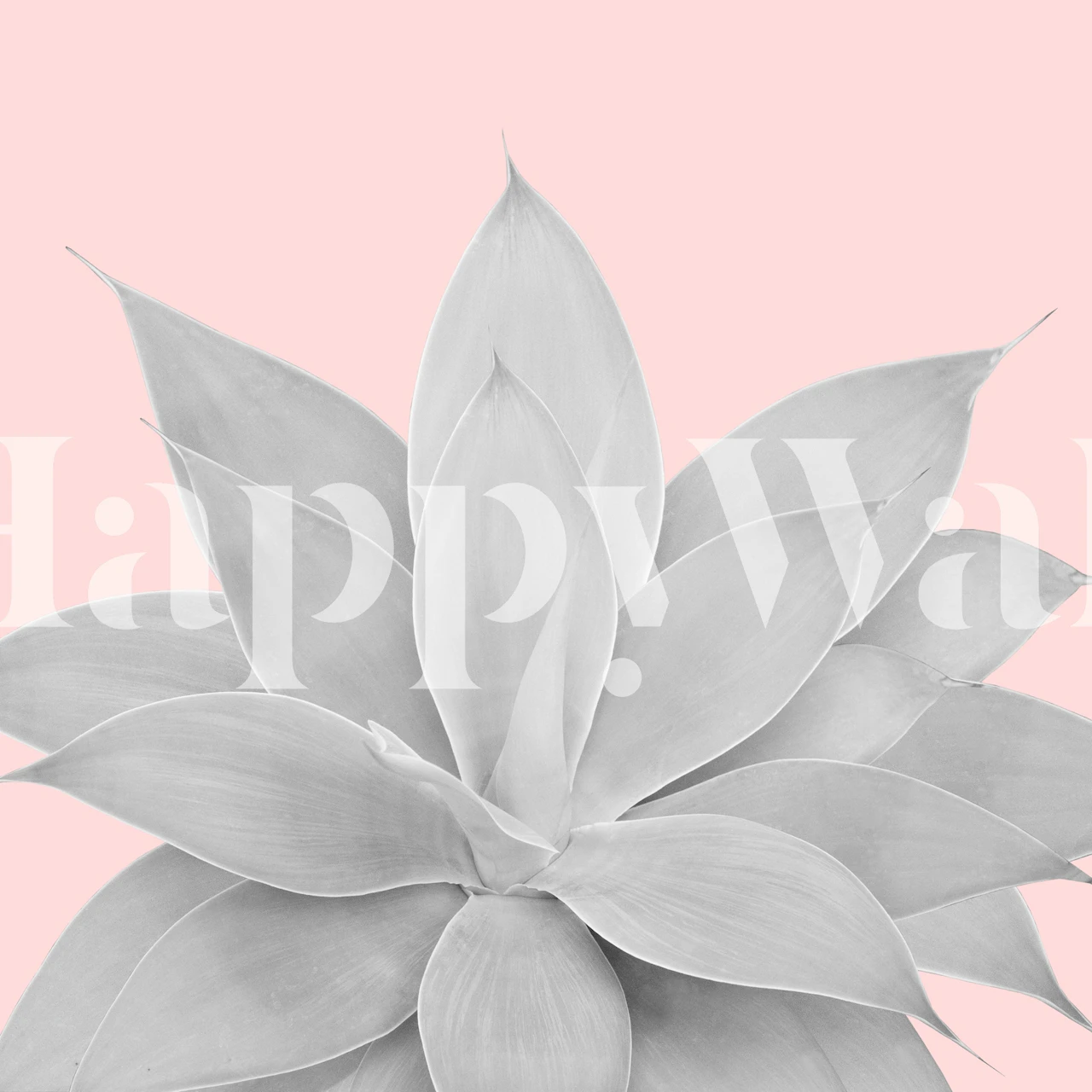 Large agave plant leaves in gray on a blush background wallpaper