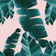 Banana Leaves Summer Vibes 1