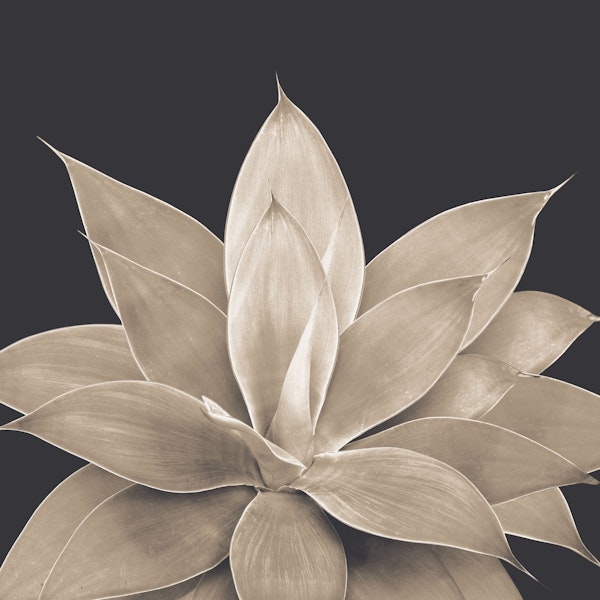 Sepia Agave 1