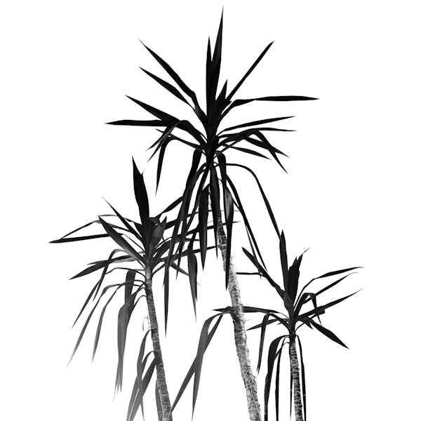 Palm Trees White Cali Vibes 1