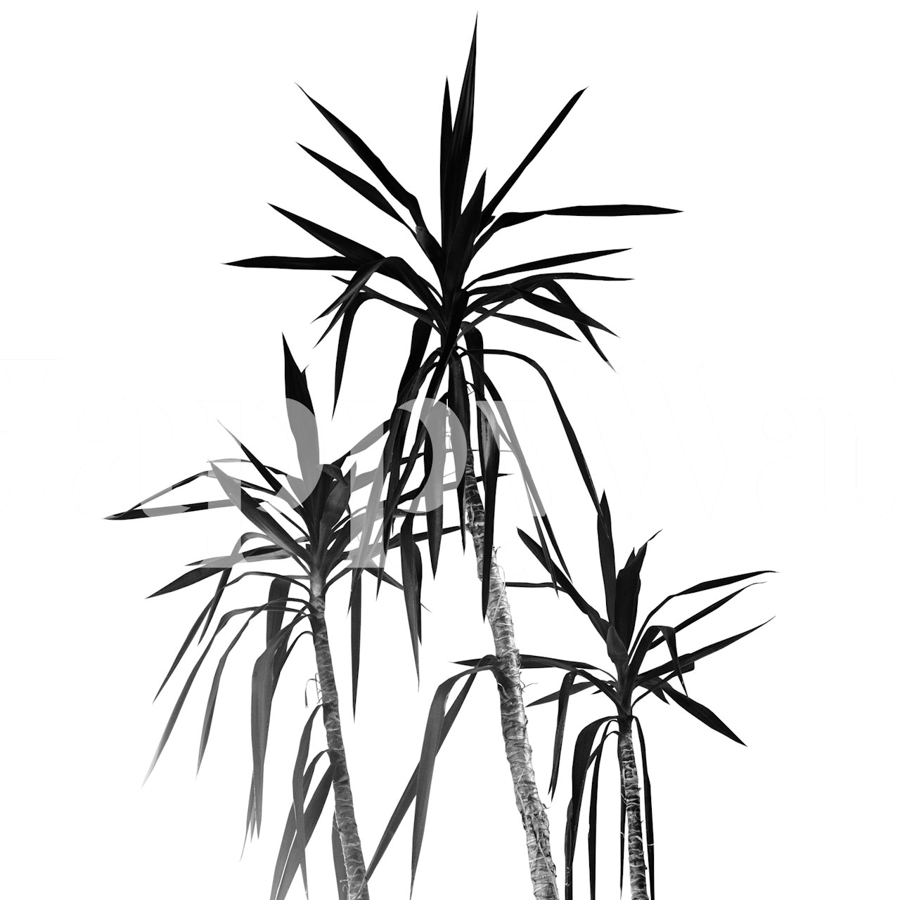 Monochrome palm tree silhouettes wall mural for a minimalist California vibe