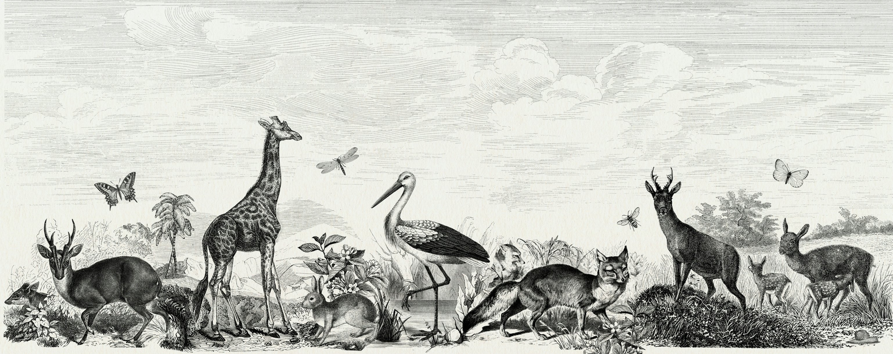 Vintage Animals Wallpaper Buy Online at Happywall