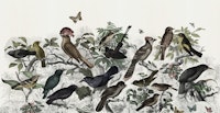 Forest birds colour ταπετσαρία