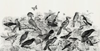 Forest birds black and white ταπετσαρία