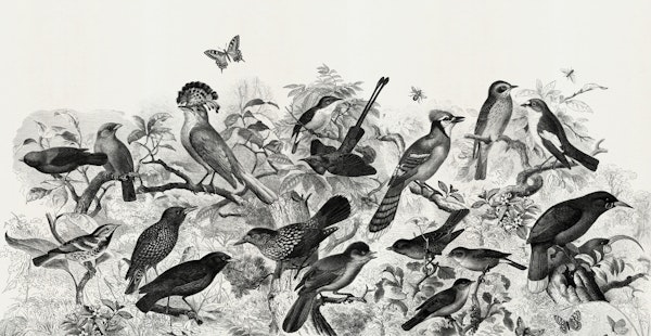 Forest birds black and white