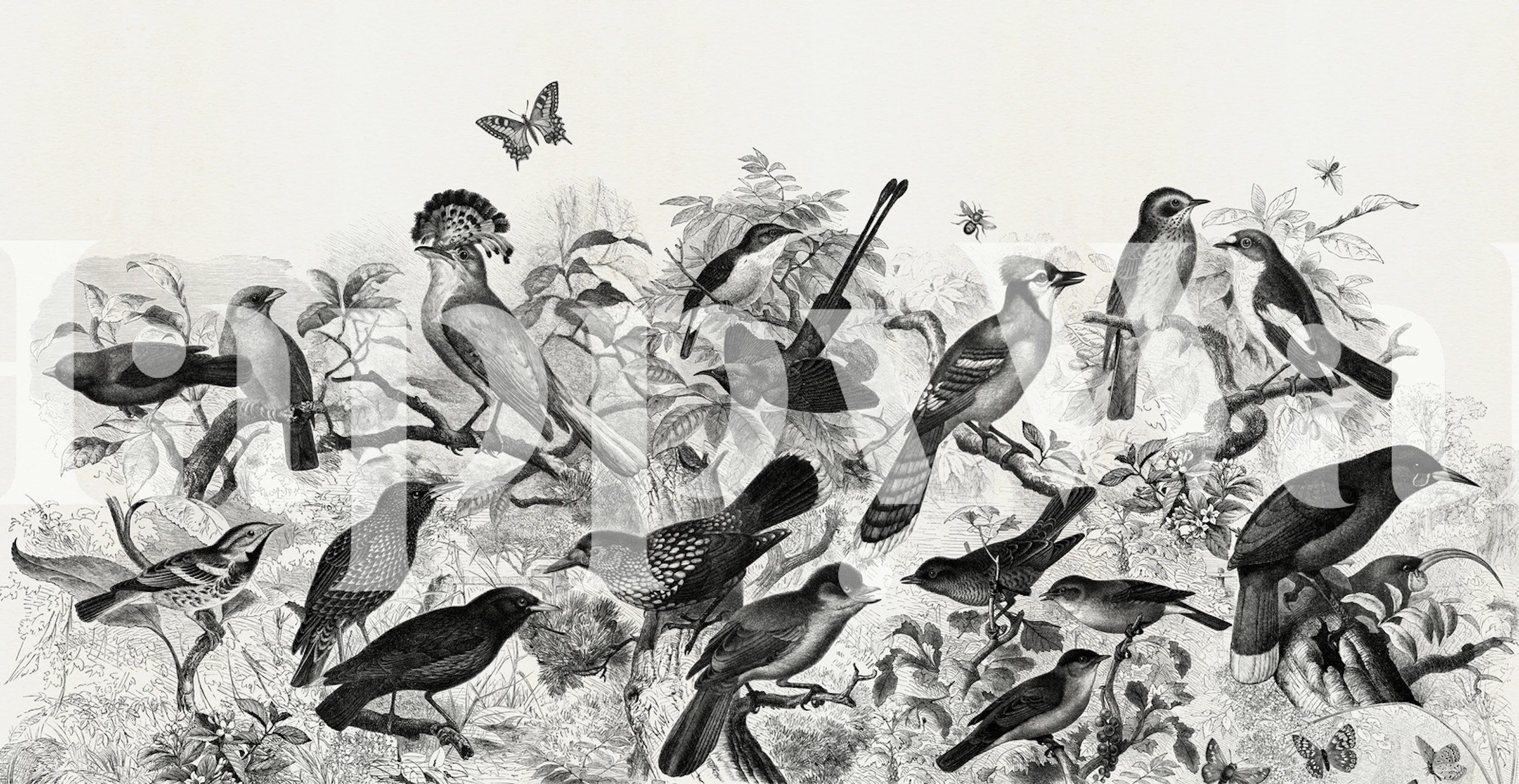 Forest birds black and white wallpaper design