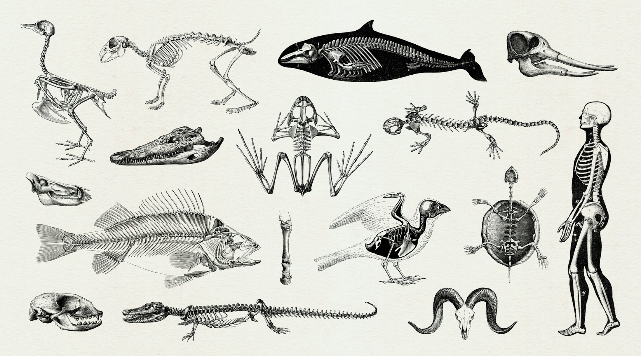 Animal Skeletons Wallpaper Unique and Detailed Designs Happywall