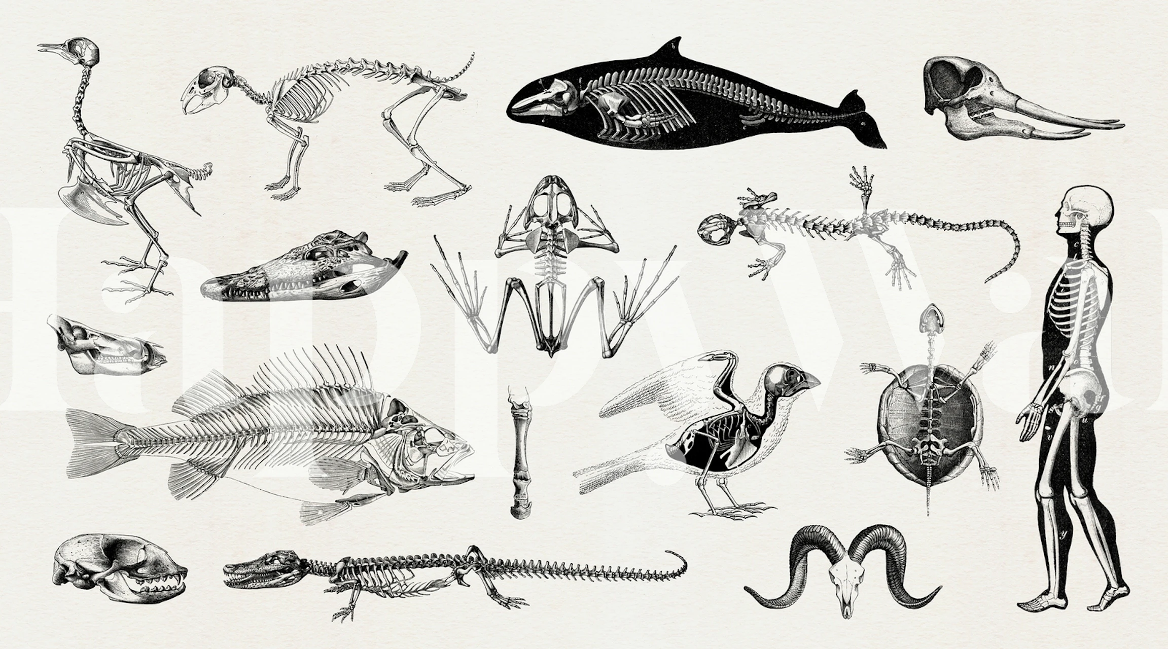 Various animal skeletons in black and white on a light background wallpaper