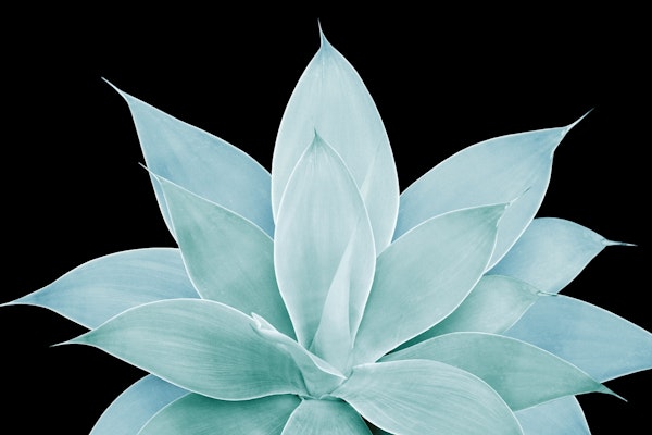 Green Agave on Black 1a