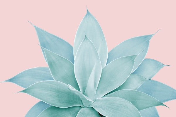 Blush Agave 2a