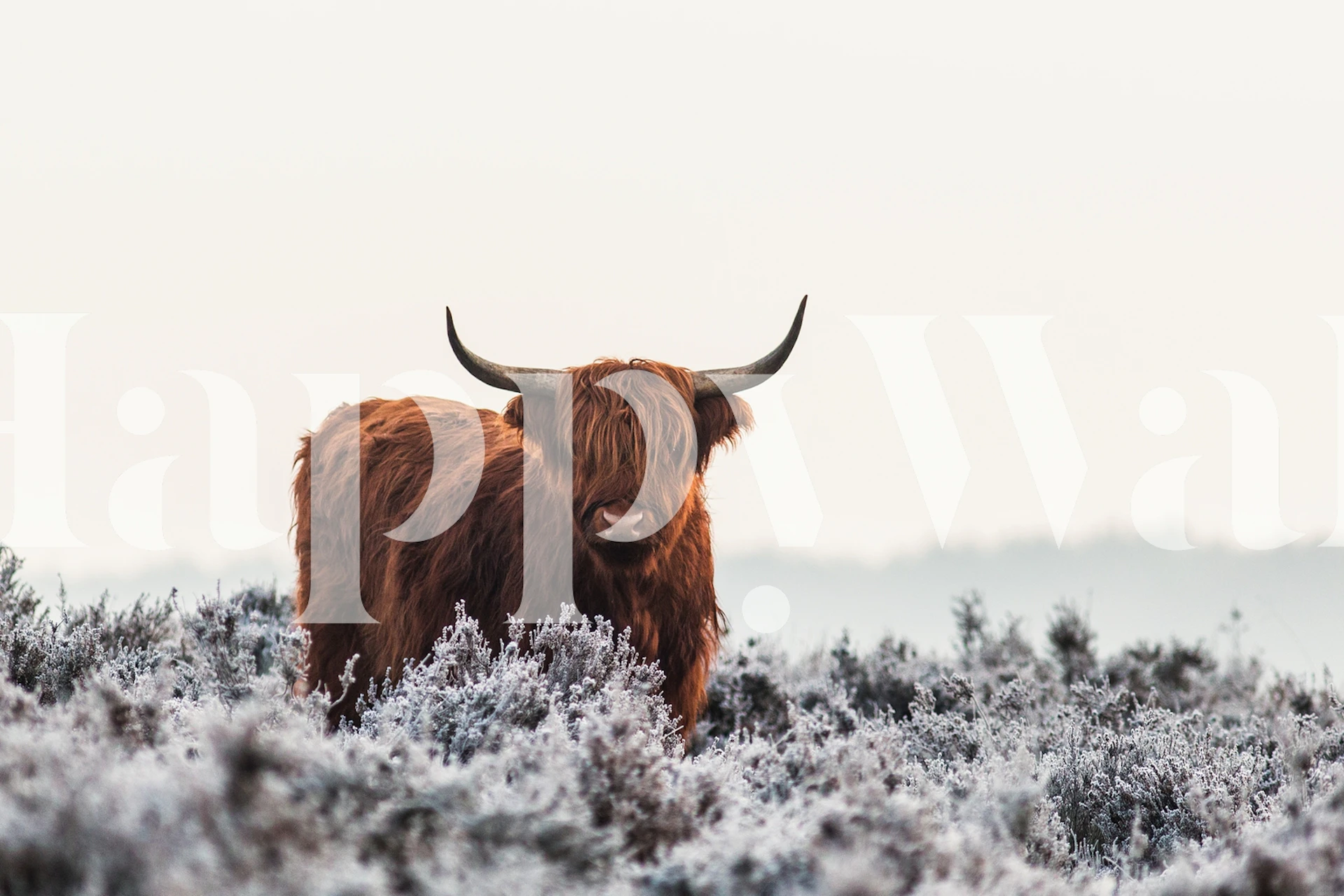 Highlander cow in frosty setting, warm brown colors wallpaper
