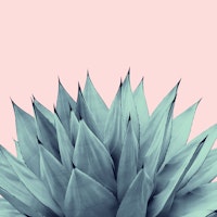 Agave Vibes 12a tapet