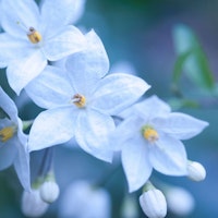 Jasmine Nightshade 3 tapete