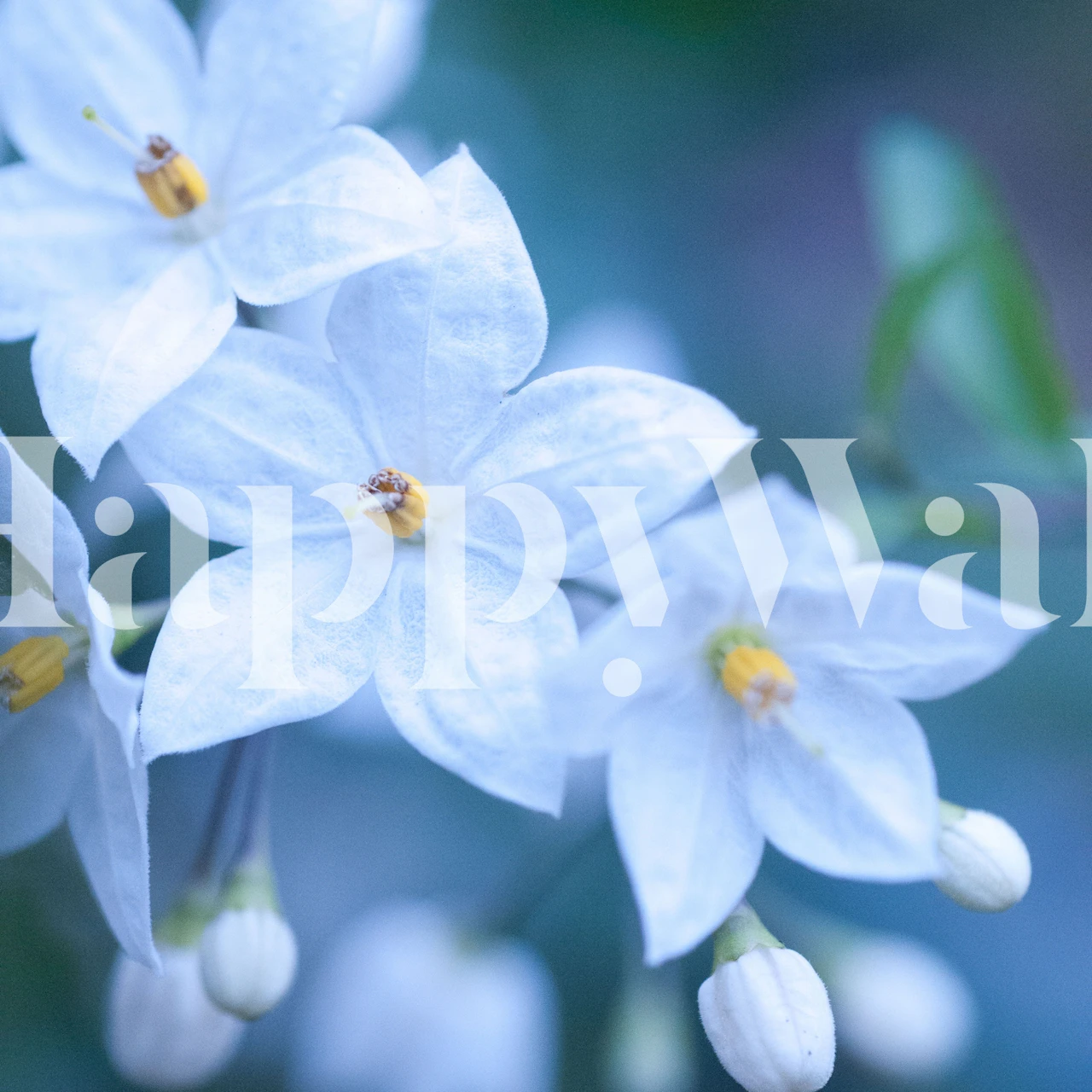 Jasmine Nightshade 3 floral wallpaper in a room