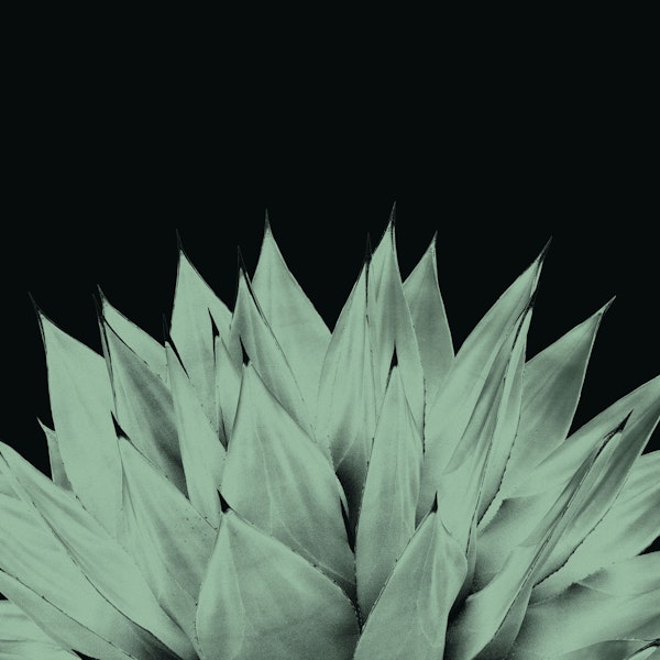 Agave Dark Night Vibes 1