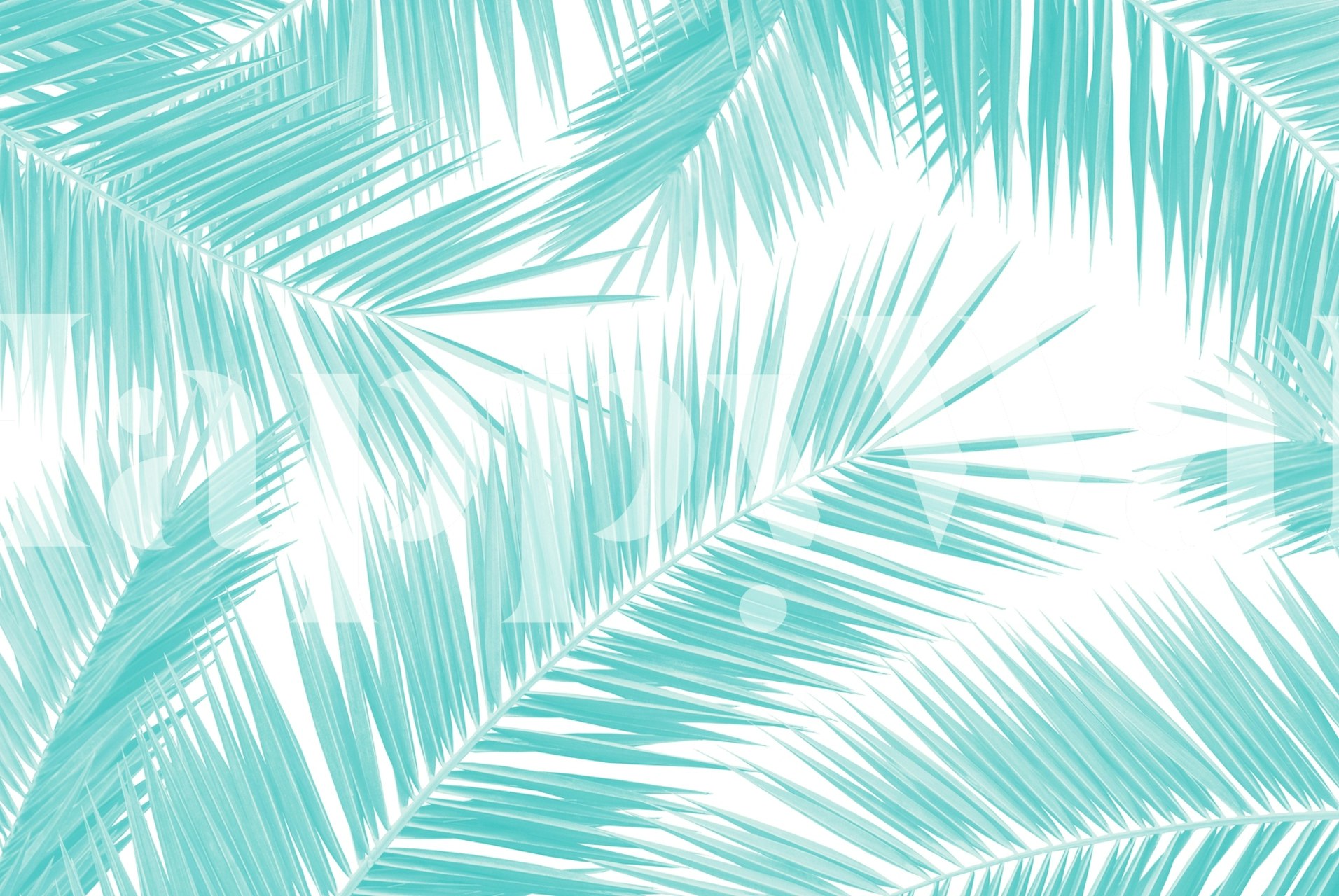 Aqua palm leaves pattern on white background wallpaper