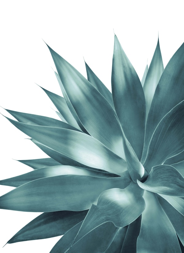 Agave Vivid Delight 3