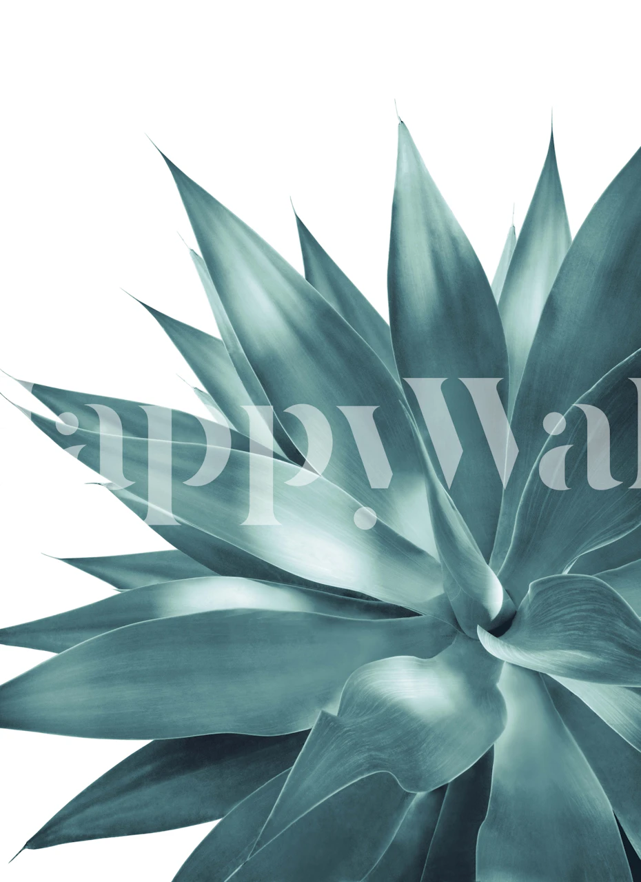 Elegantly detailed agave leaves wall mural in monochrome blue tones