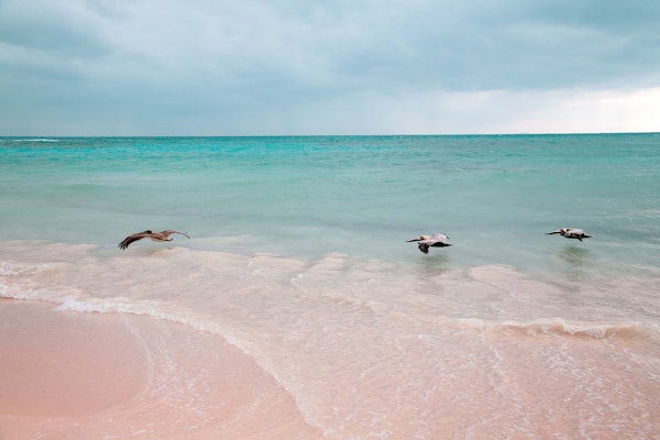 Pelican Trio Caribbean Dream 1