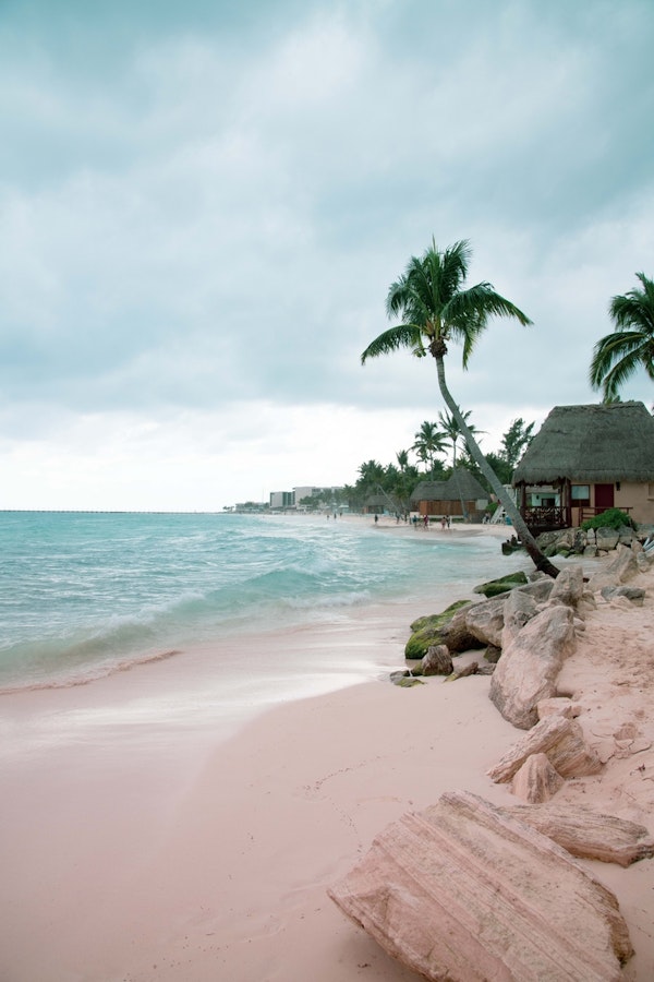 Caribbean Palm Ocean 1