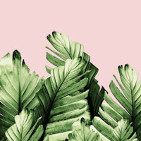 Blush Banana Leaves Dream 1 tapete
