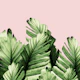 Blush Banana Leaves Dream 1