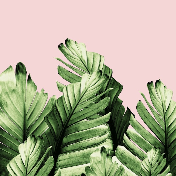 Blush Banana Leaves Dream 1