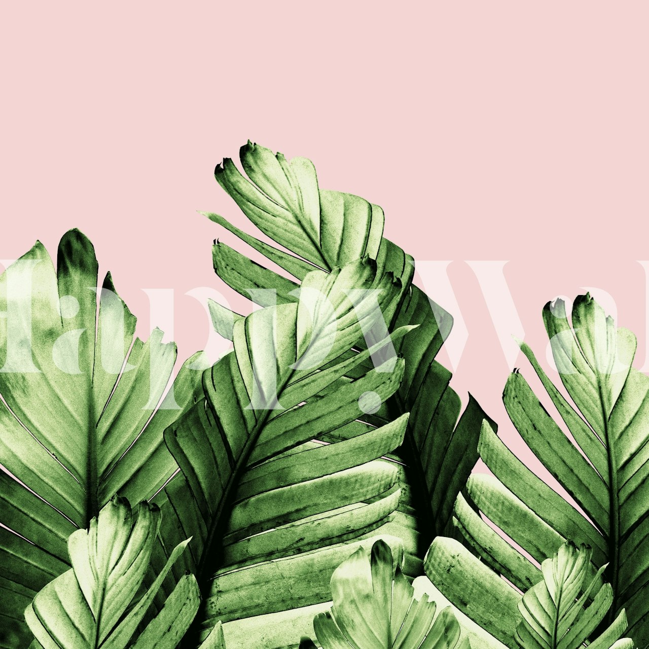 Green banana leaves on blush pink background wallpaper