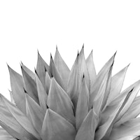 Agave Vibes 10 tapet