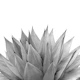 Agave Vibes 10