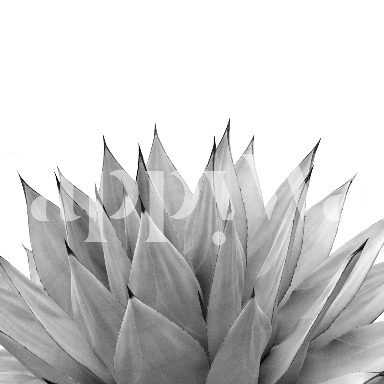 Agave Vibes 10 wallpaper in a room