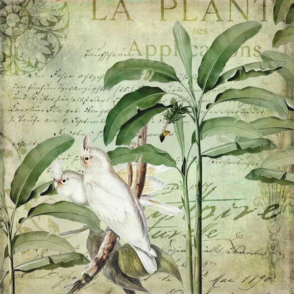 Cockatoo Nostalgic Paradise