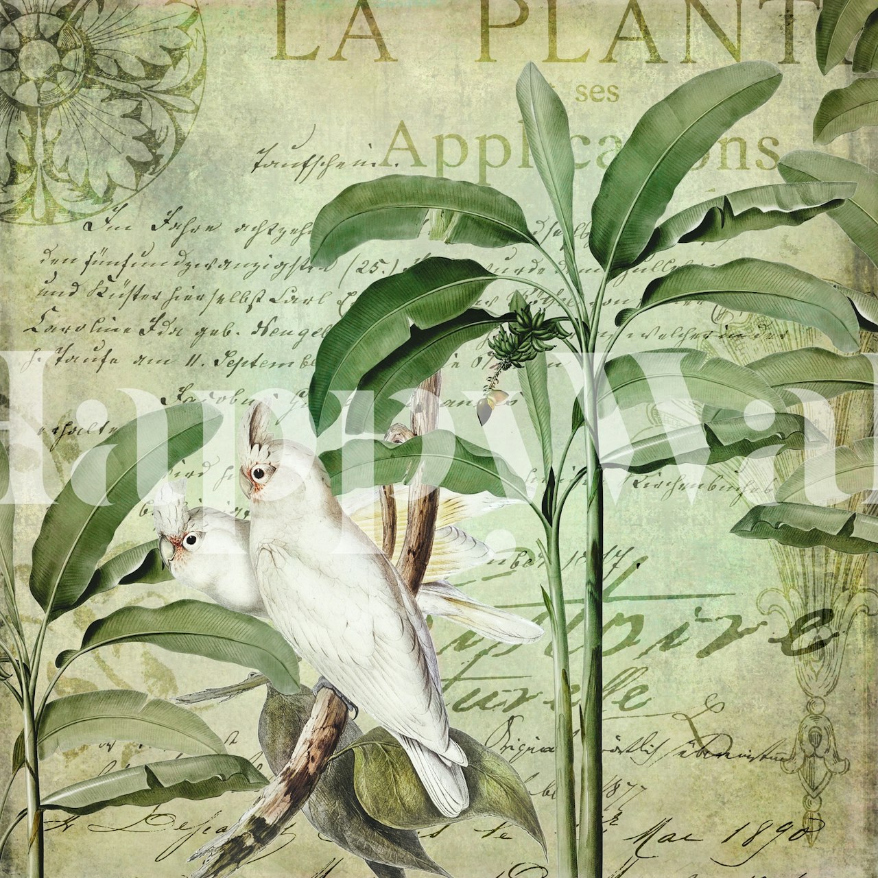 Cockatoo Nostalgic Paradise tapet i et rum