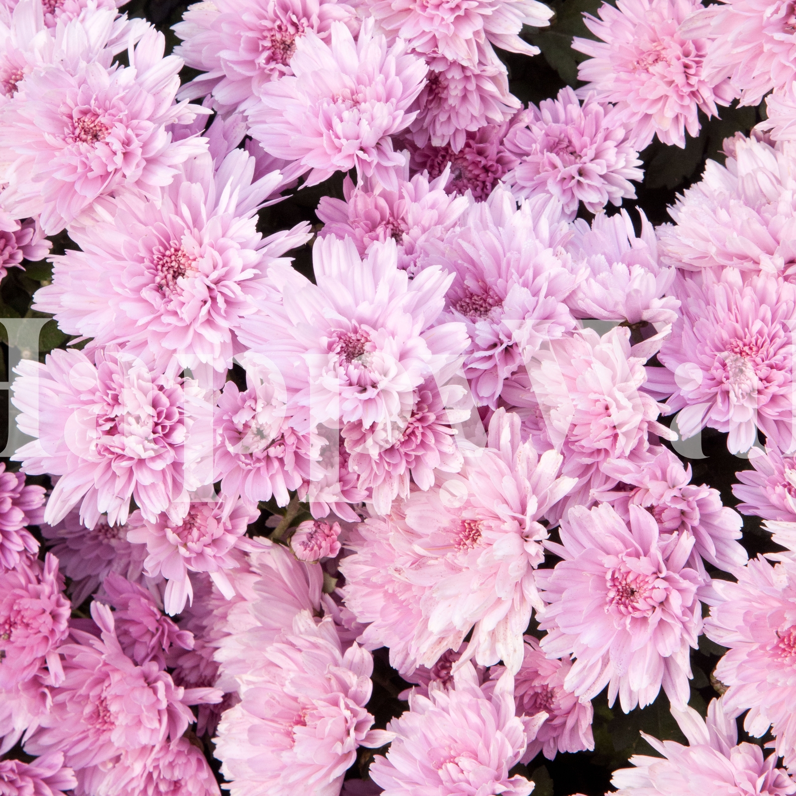 Light Pink Chrysanthemums 1 Wallpaper | Buy Floral Wallpaper Online