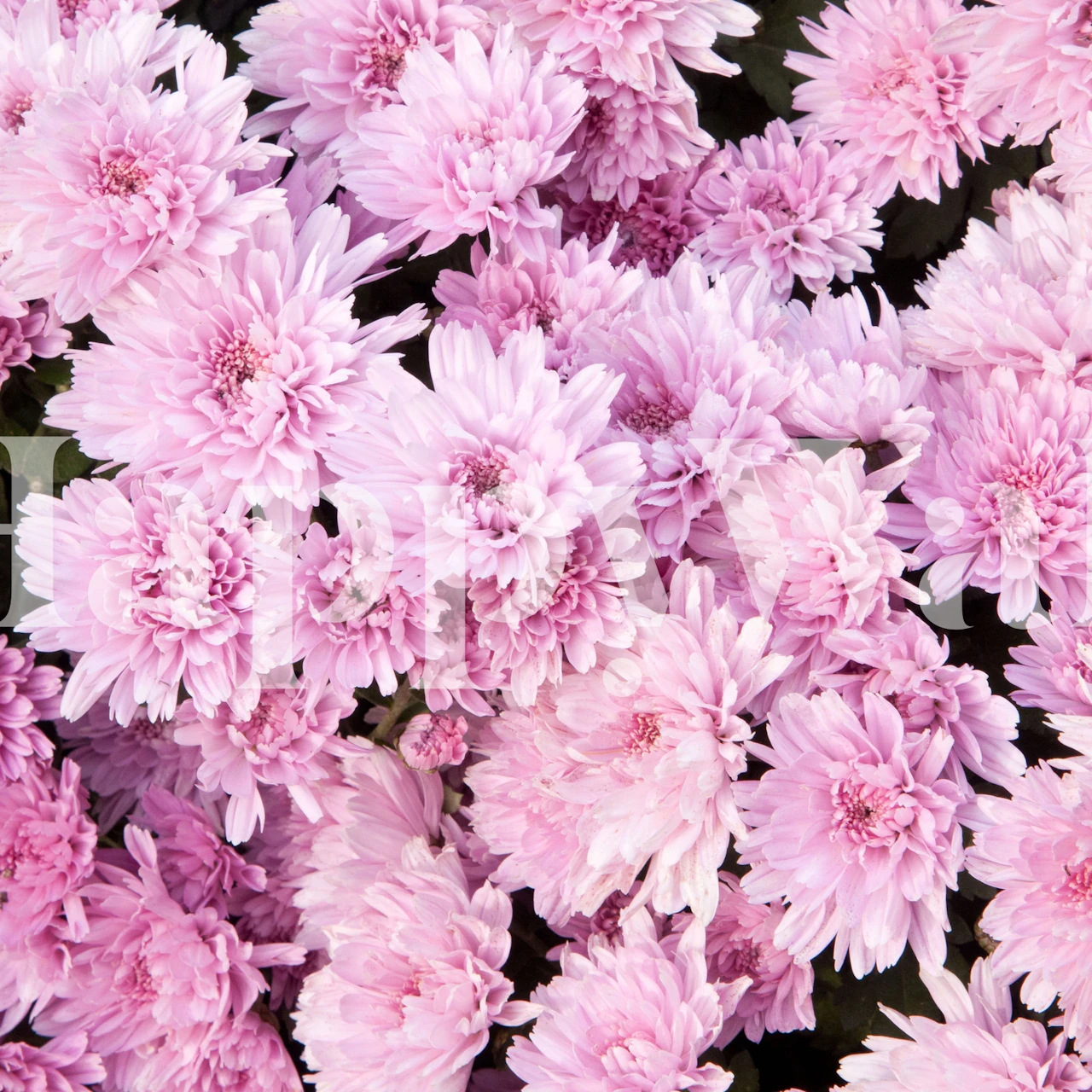 Soft pink chrysanthemum flowers filling the frame, creating a lush floral wall mural