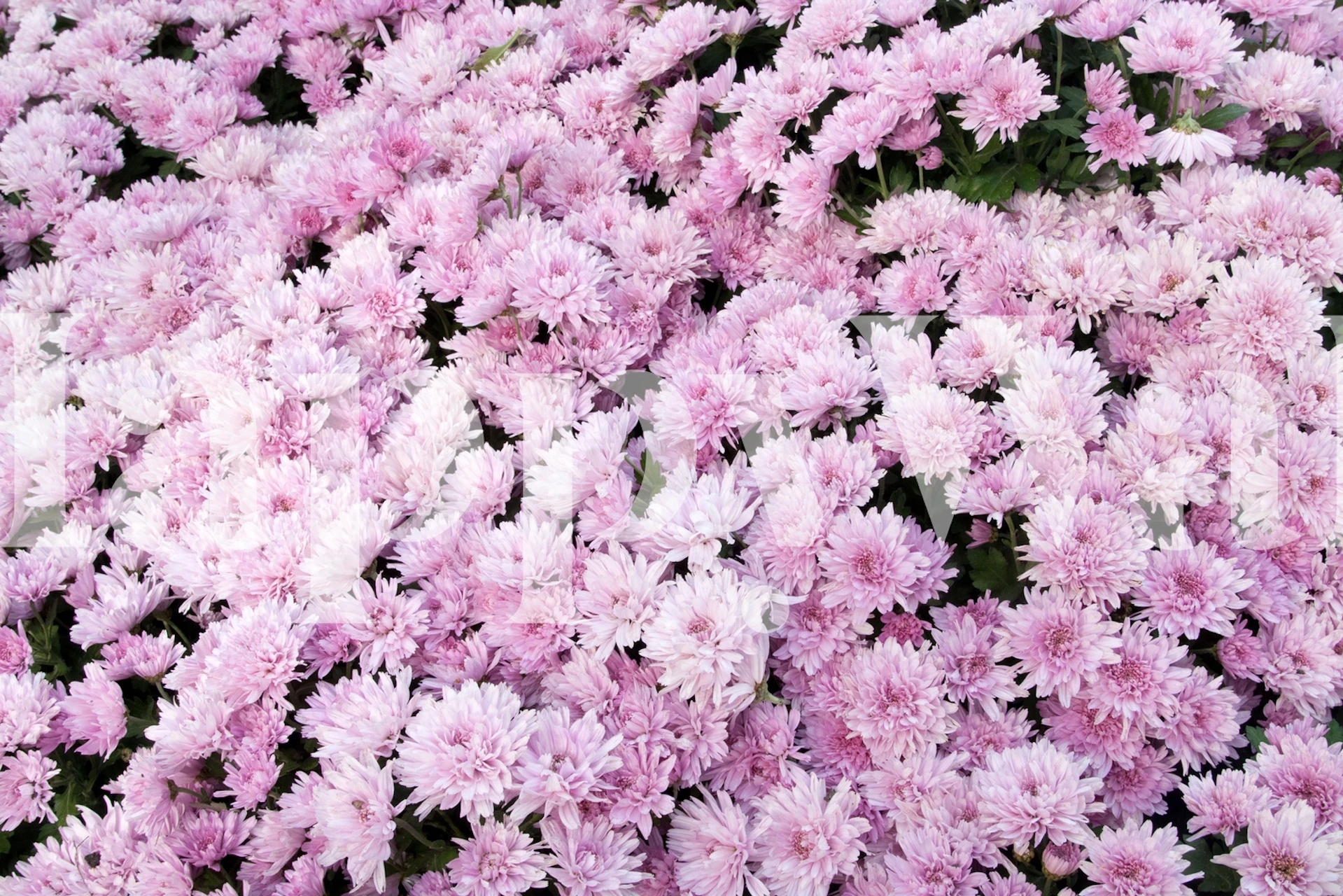 Light Pink Chrysanthemums tapeta u sobi