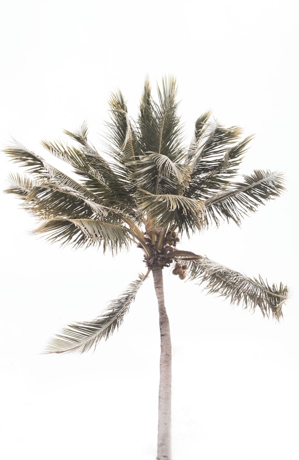 Tropical Beach Palm 1