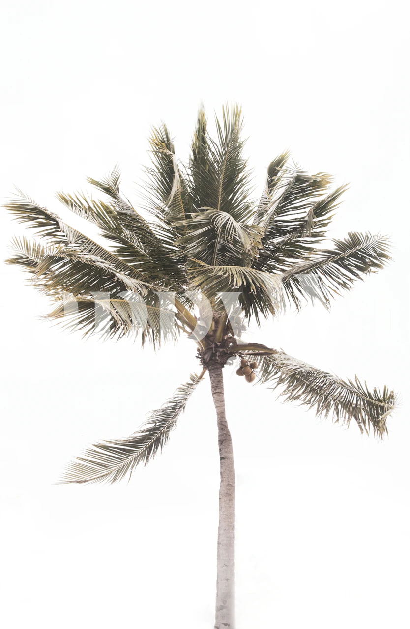 Palmträd tapet i rumsmiljö