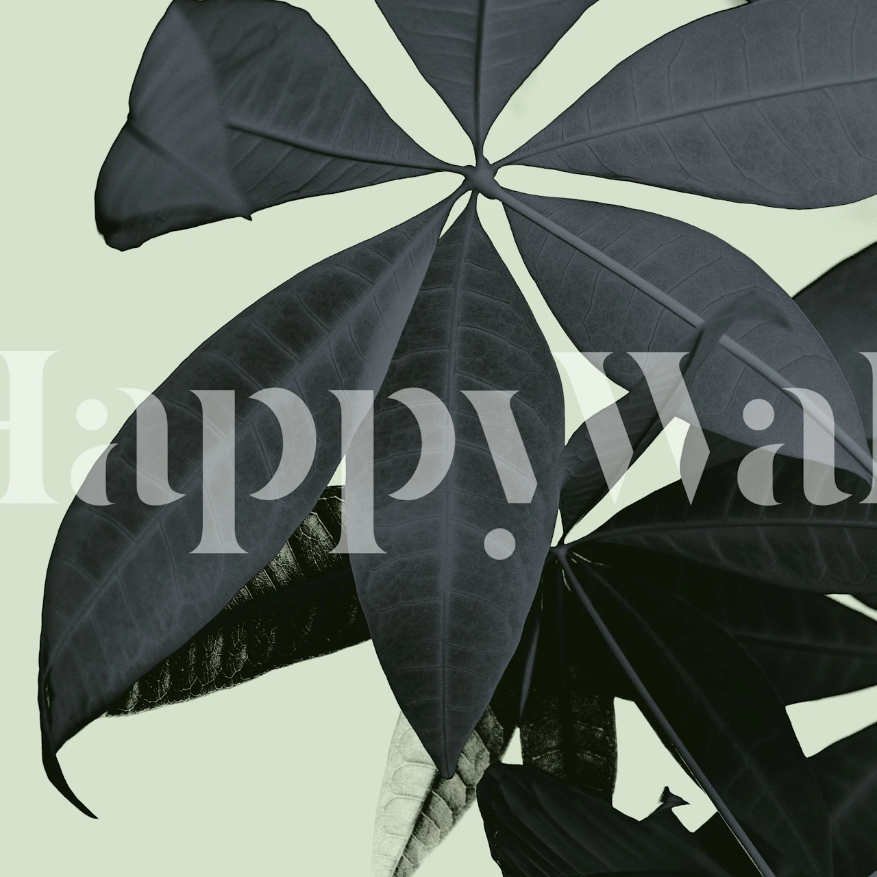 Pachira Aquatica 3 wallpaper in a room