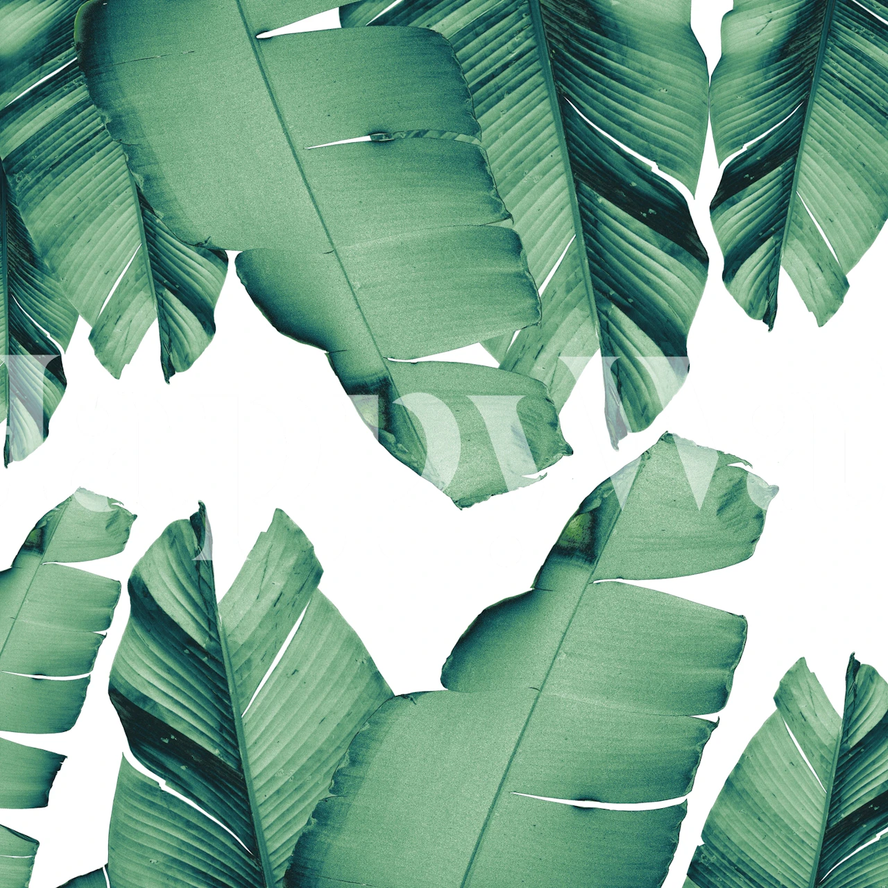 Green banana leaves pattern wallpaper