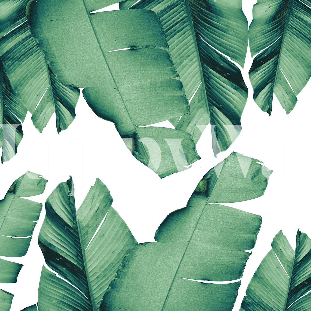 Green banana leaves pattern wallpaper