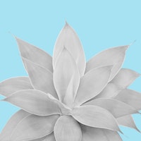 Light Blue Agave 2 carta da parati