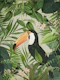 Tropical Toucan Jungle Bird